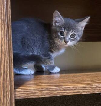 Rescue Domestic Short Hair Cats for Adoption in Hobart, Indiana - Princess Daisy | PetCurious