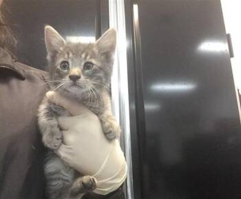 Domestic Short Hair Cats Available for Adoption - STRING CHEESE | PetCurious
