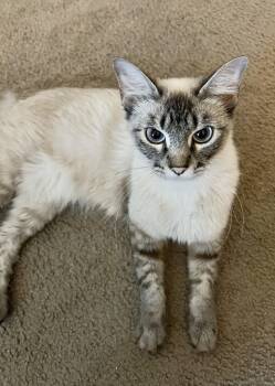 Julissa INDOOR ONLY -  Siamese and Domestic Medium Hair Cat for Adoption in Stockton, California - Julissa INDOOR ONLY | PetCurious