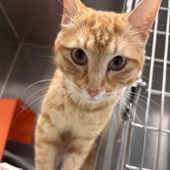 Domestic Short Hair Cats Available for Adoption in Houston, Texas - Milo | PetCurious