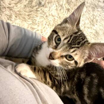 Kirk -  Domestic Short Hair Cat for Adoption in Fort Worth, Texas - Kirk | PetCurious