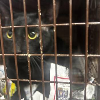 Riley -  Domestic Short Hair Cat for Adoption in Newark, New Jersey - Riley | PetCurious