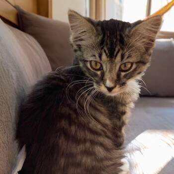 Greggith -  Domestic Long Hair Cat for Adoption in Long Beach, California - Greggith | PetCurious