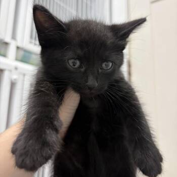 Bubba -  Domestic Short Hair Cat for Adoption in Franklin, North Carolina - Bubba | PetCurious