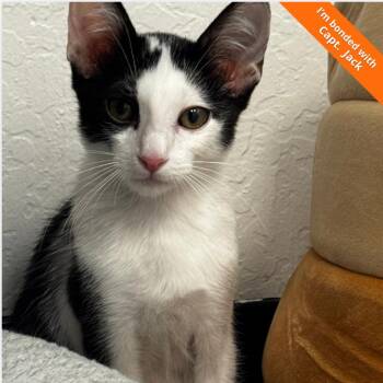 Sparrowhawk -  Domestic Short Hair Cat for Adoption in Pleasant Hill, California - Sparrowhawk | PetCurious