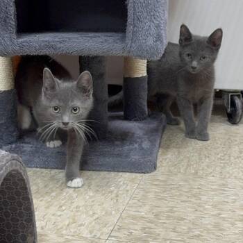 Domestic Short Hair Cats Available for Adoption in Hazlet, New Jersey - Myers | PetCurious
