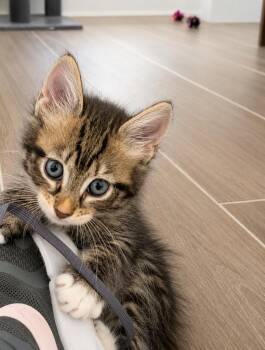 Shrek -  Domestic Short Hair Cat for Adoption in Sebastian, Florida - Shrek | PetCurious