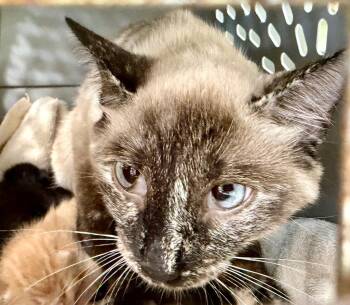 Reba -  Domestic Short Hair Cat for Adoption in Burnsville, North Carolina - Reba | PetCurious