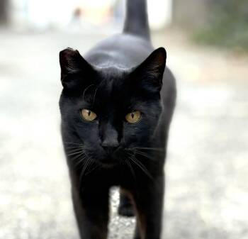 Major Tom -  Domestic Short Hair Cat for Adoption in Oakland, California - Major Tom | PetCurious