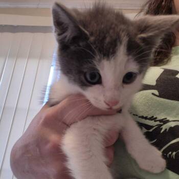 Marco -  Domestic Short Hair Cat for Adoption in Summerlee, West Virginia - Marco | PetCurious