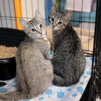 Tommy -  Domestic Short Hair Cat for Adoption - Tommy | PetCurious