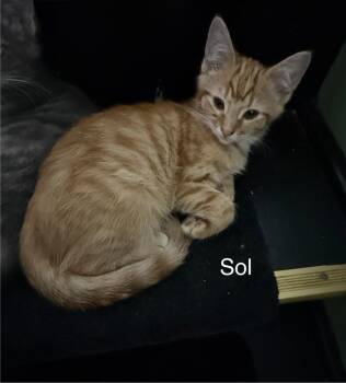 Sol -  Domestic Short Hair Cat for Adoption in Johnson City, Tennessee - Sol | PetCurious