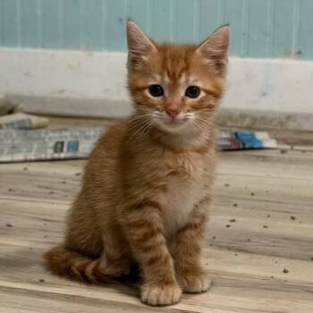 Dr. Abbot -  Domestic Short Hair Cat for Adoption in Champaign, Illinois - Dr. Abbot | PetCurious