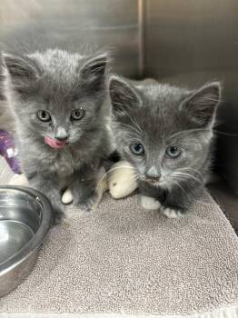 Dior -  Russian Blue and Domestic Long Hair Cat for Adoption in Kent, Washington - Dior | PetCurious