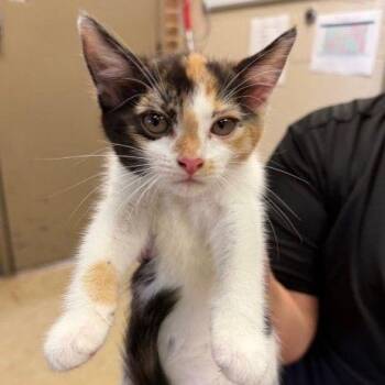 Marbles -  Domestic Short Hair Cat for Adoption - Marbles | PetCurious