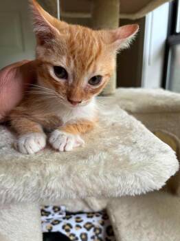 Lewis -  Domestic Short Hair Cat for Adoption in Warrenville, South Carolina - Lewis | PetCurious