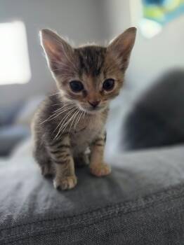 Domestic Short Hair Cats Available for Adoption in Long Beach, California - Sienna | PetCurious