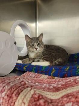 Elmer -  Domestic Short Hair Cat for Adoption in Fergus Falls, Minnesota - Elmer | PetCurious