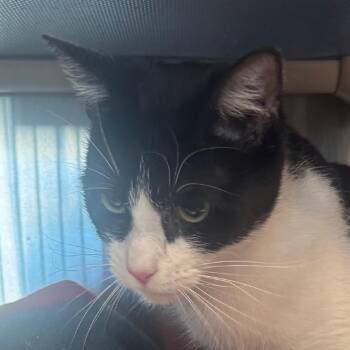 Shadowheart -  Domestic Short Hair Cat for Adoption in Lakewood, Colorado - Shadowheart | PetCurious