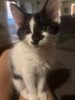Santana -  Domestic Medium Hair Cat for Adoption in Chandler, Arizona - Santana | PetCurious