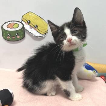 Domestic Short Hair Cats Available for Adoption in Fort Wayne, Indiana - Dragon Roll | PetCurious