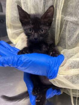A1425506 -  Domestic Short Hair Cat for Adoption in Las Vegas, Nevada - A1425506 | PetCurious