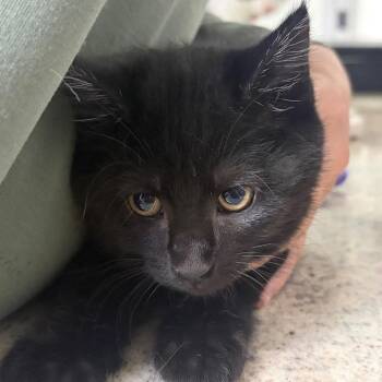Sharktooth -  Domestic Short Hair Cat for Adoption in Spokane, Washington - Sharktooth | PetCurious