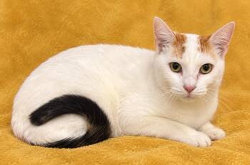 Darcy -  Domestic Short Hair Cat for Adoption in Columbia, Tennessee - Darcy | PetCurious