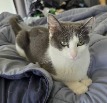 Domestic Short Hair Cats Available for Adoption in Minneapolis, Minnesota - Ali | PetCurious