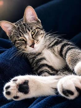 Journey -  Domestic Short Hair Cat for Adoption in Elizabethtown, Pennsylvania - Journey | PetCurious