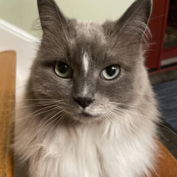 Jimi -  Ragdoll Cat for Adoption in Pittsburgh, Pennsylvania - Jimi | PetCurious