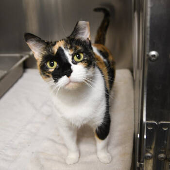 Rescue Domestic Short Hair Cats for Adoption in East Amwell Township, New Jersey - Penny | PetCurious