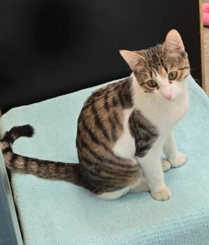 Tabby Cats Available for Adoption - Alice | PetCurious