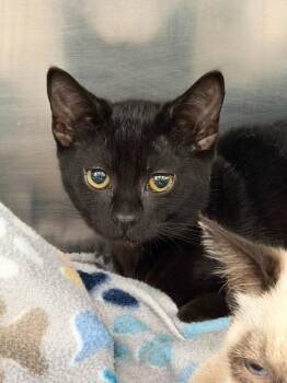 26-24 Ferris -  Domestic Short Hair Cat for Adoption in St. Helens, Oregon - 26-24 Ferris | PetCurious
