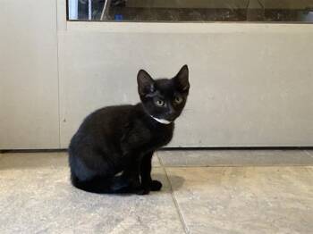 CHEETAH GIRL -  Domestic Short Hair Cat for Adoption in Tustin, California - CHEETAH GIRL | PetCurious