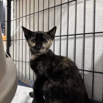 Thelma and Louis -  Domestic Short Hair Cat for Adoption in Mount Vernon, Ohio - Thelma And Louis | PetCurious