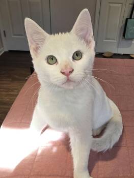 Rescue Turkish Angora and Domestic Short Hair Cats for Adoption in Chicago, Illinois - Pacer | PetCurious