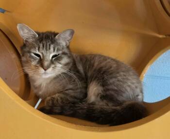 Jackie -  Domestic Short Hair Cat Available for Adoption in Ionia, Michigan - Jackie | PetCurious