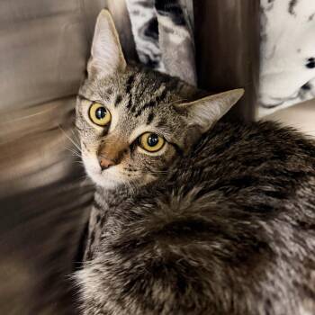 Juno -  Domestic Short Hair Cat for Adoption in Las Vegas, Nevada - Juno | PetCurious