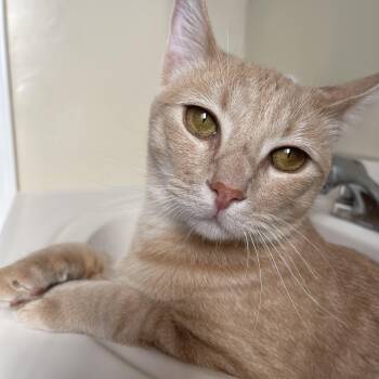 Rescue Tabby Cats for Adoption - Sunshine | PetCurious