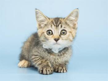 Domestic Short Hair Cats Available for Adoption in Phoenix, Arizona - CUTIE | PetCurious
