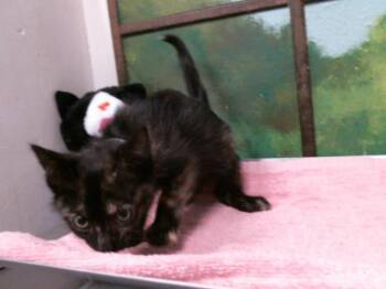 KELLY -  Domestic Short Hair Cat for Adoption in Houston, Texas - KELLY | PetCurious