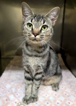 Rescue Domestic Short Hair Cats for Adoption in York, South Carolina - PIGLET | PetCurious