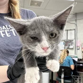 Nimbus -  Domestic Short Hair Cat for Adoption in Evansville, Indiana - Nimbus | PetCurious