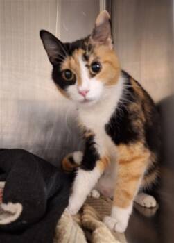 Rescue Domestic Short Hair Cats for Adoption in Hagerstown, Maryland - MARNIE | PetCurious