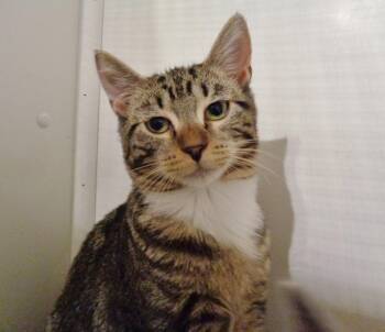 HOUDINI -  Tabby Cat for Adoption in Delhi, New York - HOUDINI | PetCurious