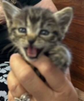 Rescue Domestic Short Hair Cats for Adoption in Fort Walton Beach, Florida - BOUILLON | PetCurious