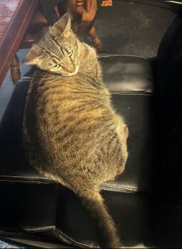 Ilean Alot -  Domestic Short Hair Cat for Adoption in Herculaneum, Missouri - Ilean Alot | PetCurious