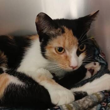 Miss Vee from Accounting -  Domestic Short Hair Cat for Adoption in Lake Jackson, Texas - Miss Vee From Accounting | PetCurious