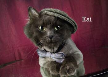 Rescue Domestic Long Hair and Siamese Cats for Adoption in York, Nebraska - Kai | PetCurious